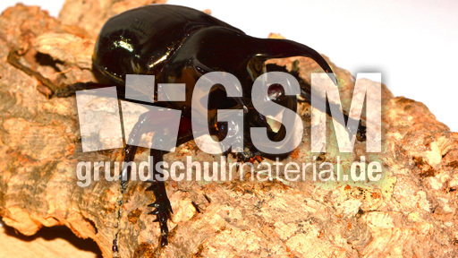 Dreihornkäfer (12).jpg